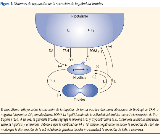 Figura 1. Sistemas de regulación de la secreción de la glándula tiroides.
